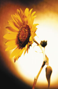 Flower Power: Bring Joy and Satisfaction to Your Life Image